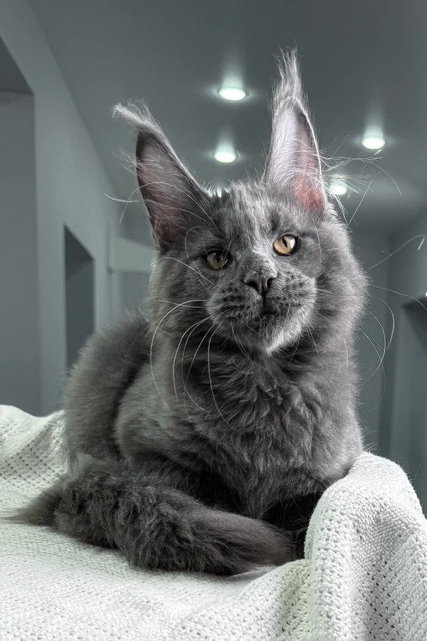 Maine Coon Kittens For Sale New Hampshire