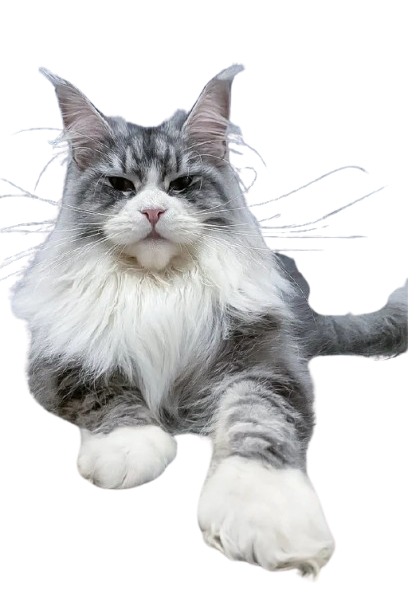 Maine Coon Kittens For Sale New Mexico