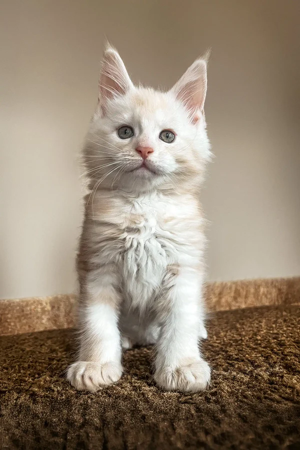 Maine Coon Kittens For Sale New York