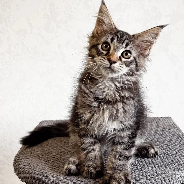 Maine Coon Kittens For Sale North Carolina