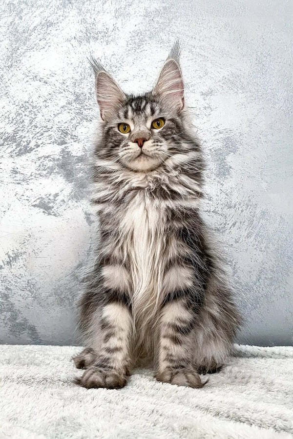 Maine Coon Kittens For Sale North Dakota