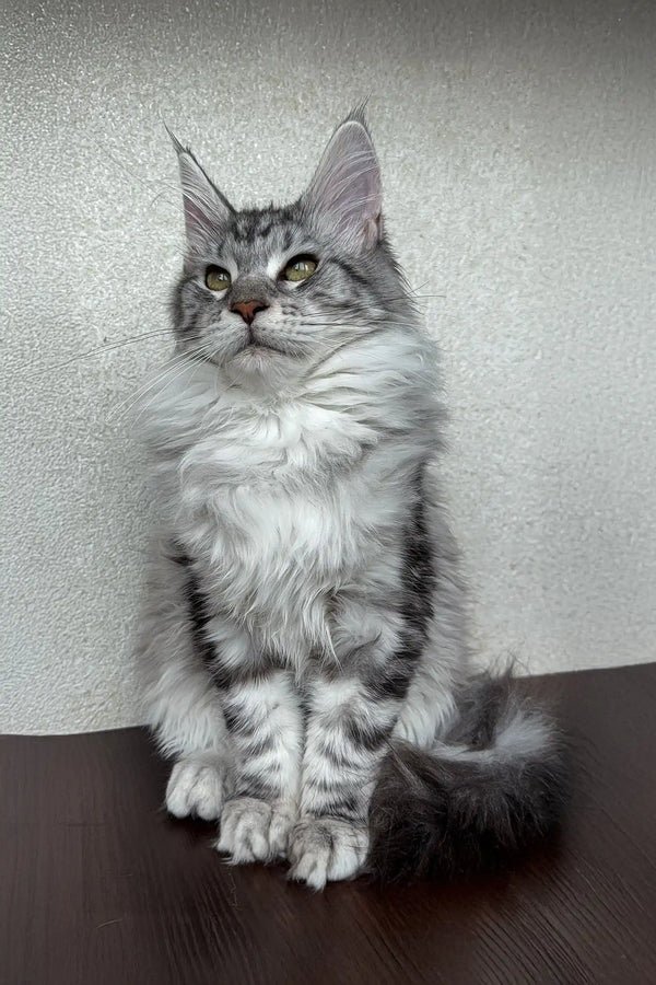 Maine Coon Kittens For Sale Oklahoma