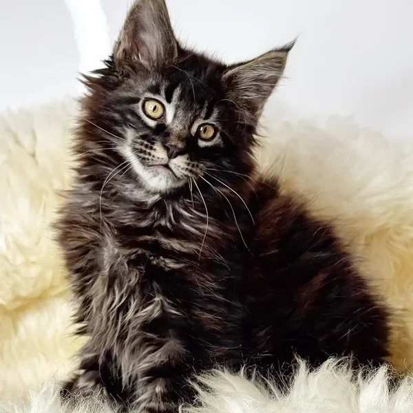 Maine Coon Kittens For Sale Oregon