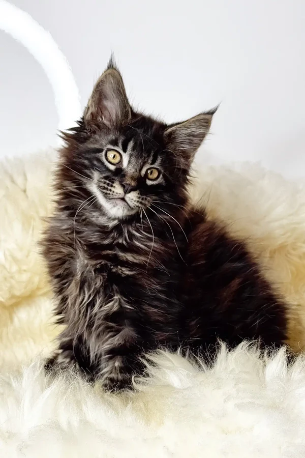 Maine Coon Kittens For Sale Oregon
