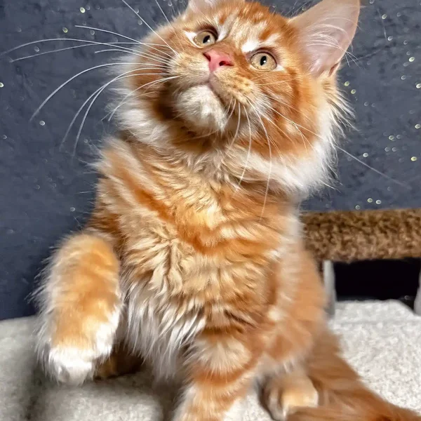 Maine Coon Kittens For Sale Rhode Island