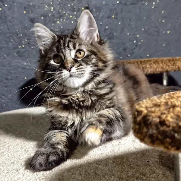 Maine Coon Kittens For Sale South Dakota