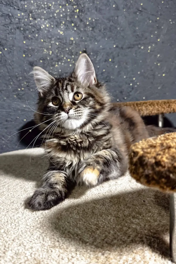 Maine Coon Kittens For Sale South Dakota