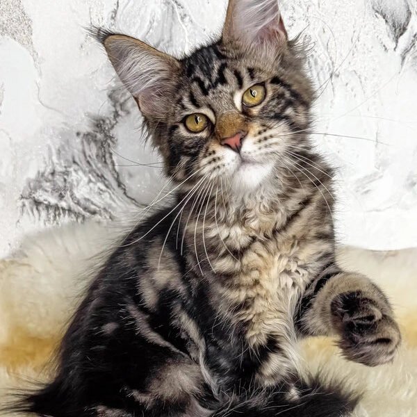 Maine Coon Kittens For Sale Virginia
