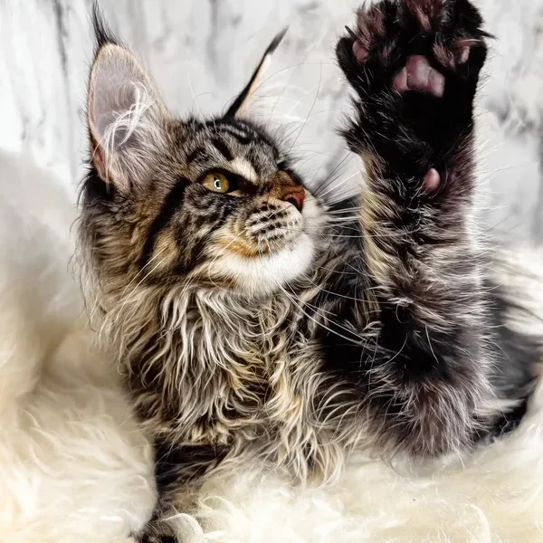 Maine Coon Kittens For Sale Washington STATE
