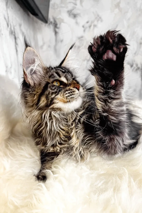 Maine Coon Kittens For Sale Washington STATE