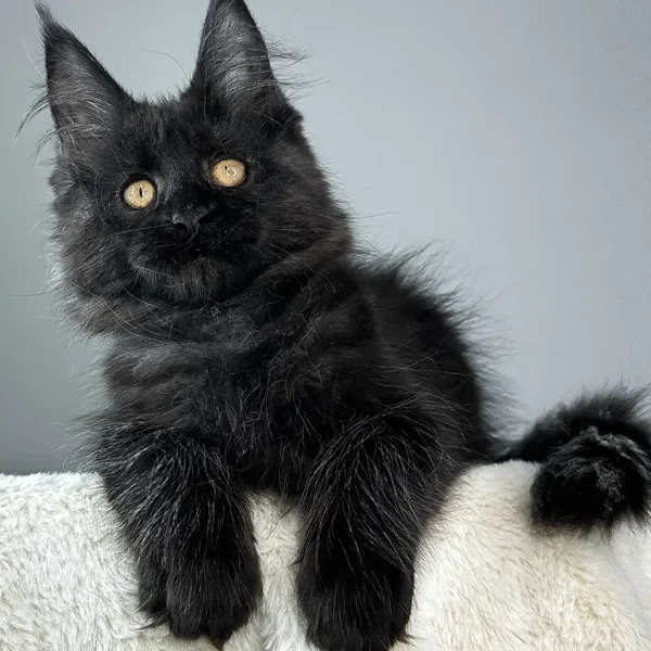 Maine Coon Kittens For Sale West Virginia