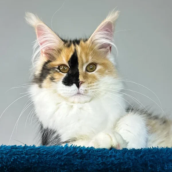 Maine Coon Kittens For Sale Wyoming
