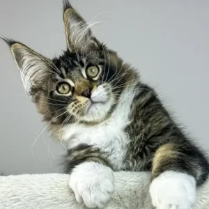 maine-coon-cat-Edga-1.webp