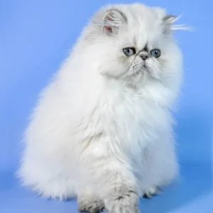 Beauty-kittens-for-sale.webp