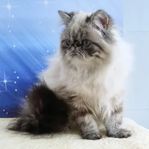 Christy Seal Point Tabby Persian itten