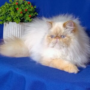 Fiery Red Point Persian for sale