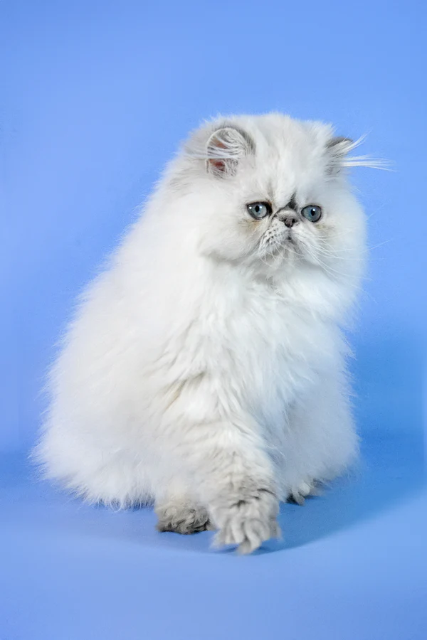 Persian Kittens For Sale