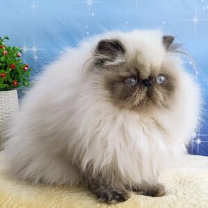 Persian Kitten, The Blue-Point Persian Kitten