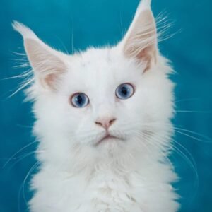 Cali - White Maine Coon Cat With Blue Eyes