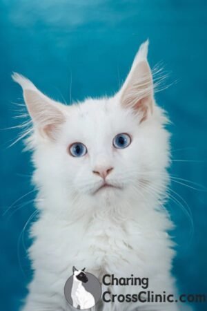 Cali – White Maine Coon Cat With Blue Eyes