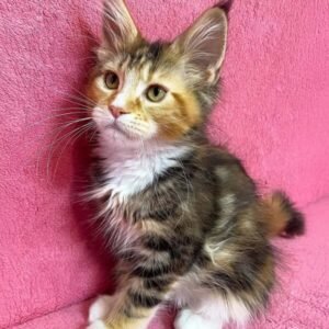 Charlston