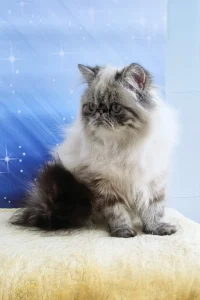 Christy - seal point tabby