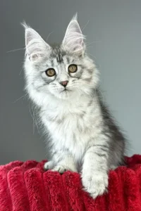 Ella