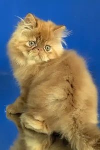 Benny - red tabby