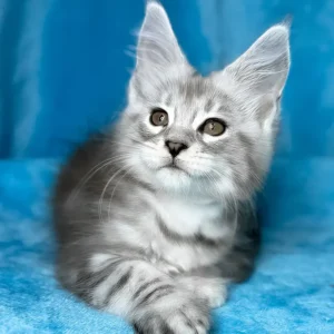 hayzel-maine-coon-kitten-ready