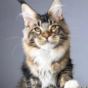 The Hazel-Eyed Maine Coon Prince with a Big Heart