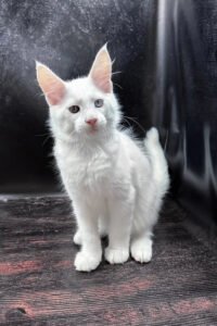 Accer – The White Maine Coon