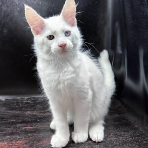 Accer – The White Maine Coon