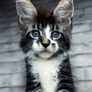 Birdy | Black Tabby Maine Coon For Sale