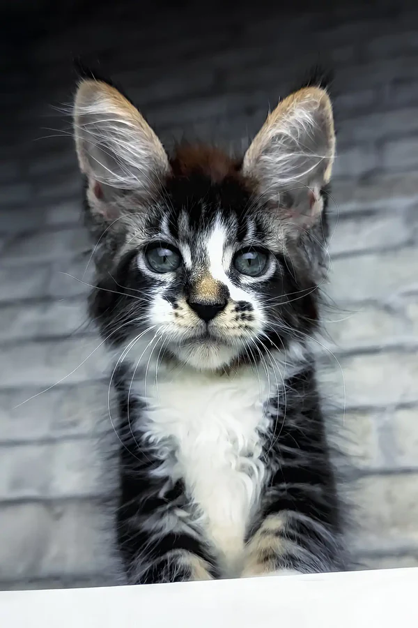 Birdy | Black Tabby Maine Coon For Sale