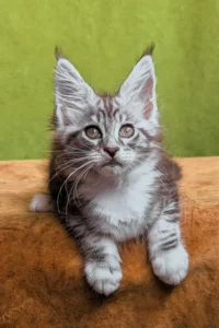 Teddy | Black Smoke Tabby Queen with a Loving