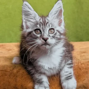 Teddy | Black Smoke Tabby Queen with a Loving
