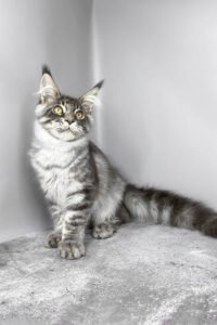 Satellite - blue mackerel tabby
