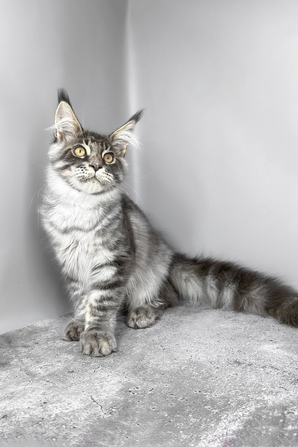 Blue Tabby Maine Coon Kitten with a Gentle Heart
