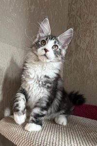 Calo – The Striking Black Smoke Maine Coon