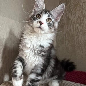 Calo – The Striking Black Smoke Maine Coon