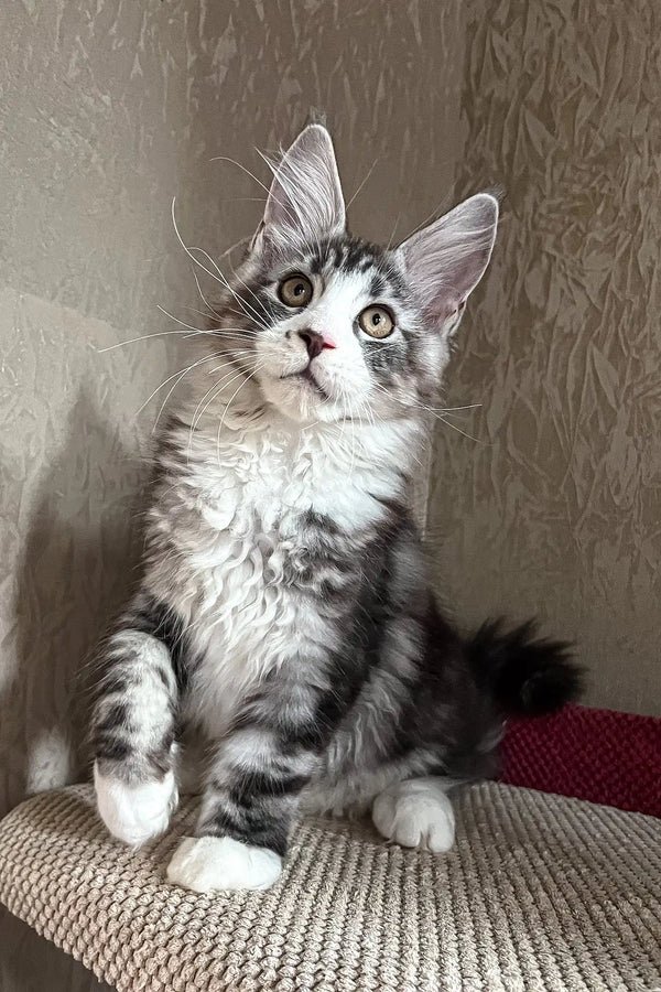 Calo – The Striking Black Smoke Maine Coon