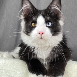 Calos | Polydactyl Maine Coon For Sale