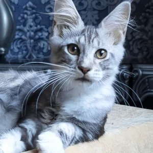 Crege – Female Black Smoke Bicolor Maine Coon For Sale