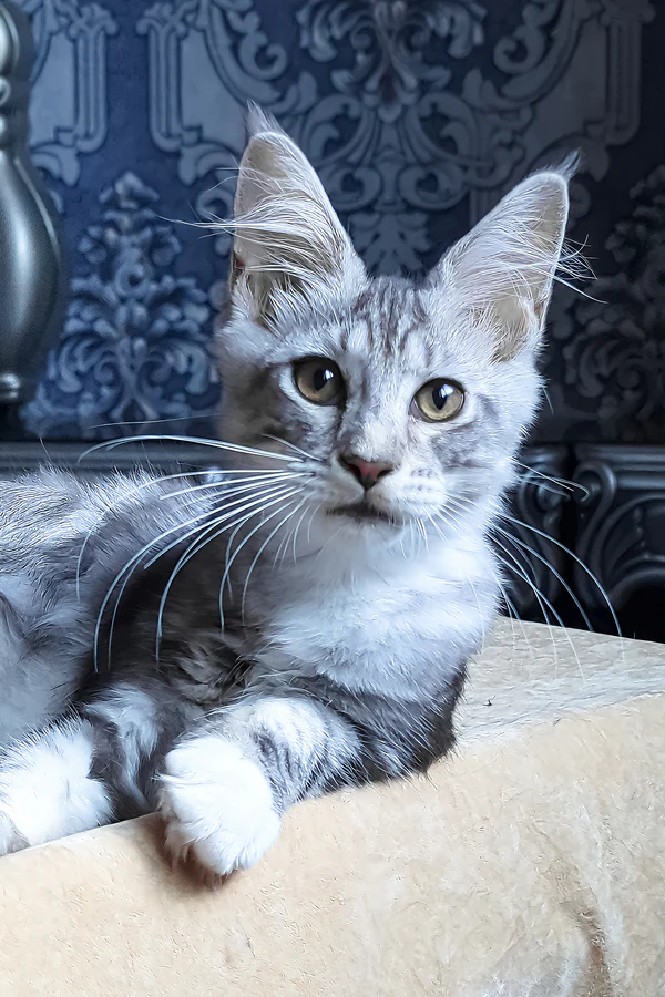 Crege – Female Black Smoke Bicolor Maine Coon For Sale