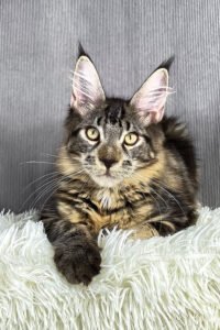 Black Tabby Maine Coon Prince