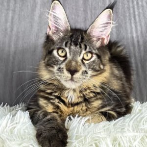 Black Tabby Maine Coon Prince