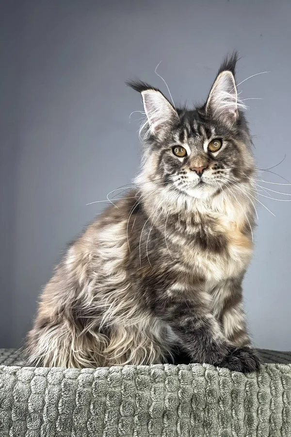 Drusky – The Tortoise Tabby Maine Coon