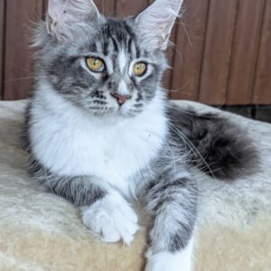 Beauty – The Elegant and Playful Maine Coon For Sale