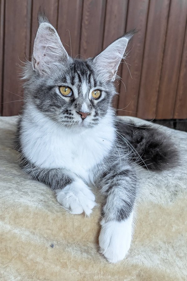 Beauty – The Elegant and Playful Maine Coon For Sale