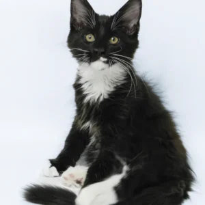 Derick – The Gentle Black Bicolor Maine Coon